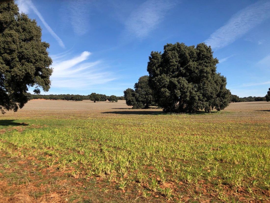 Farm Ranch in Albacete, Castile-La Mancha, Spain 1 - 12834987