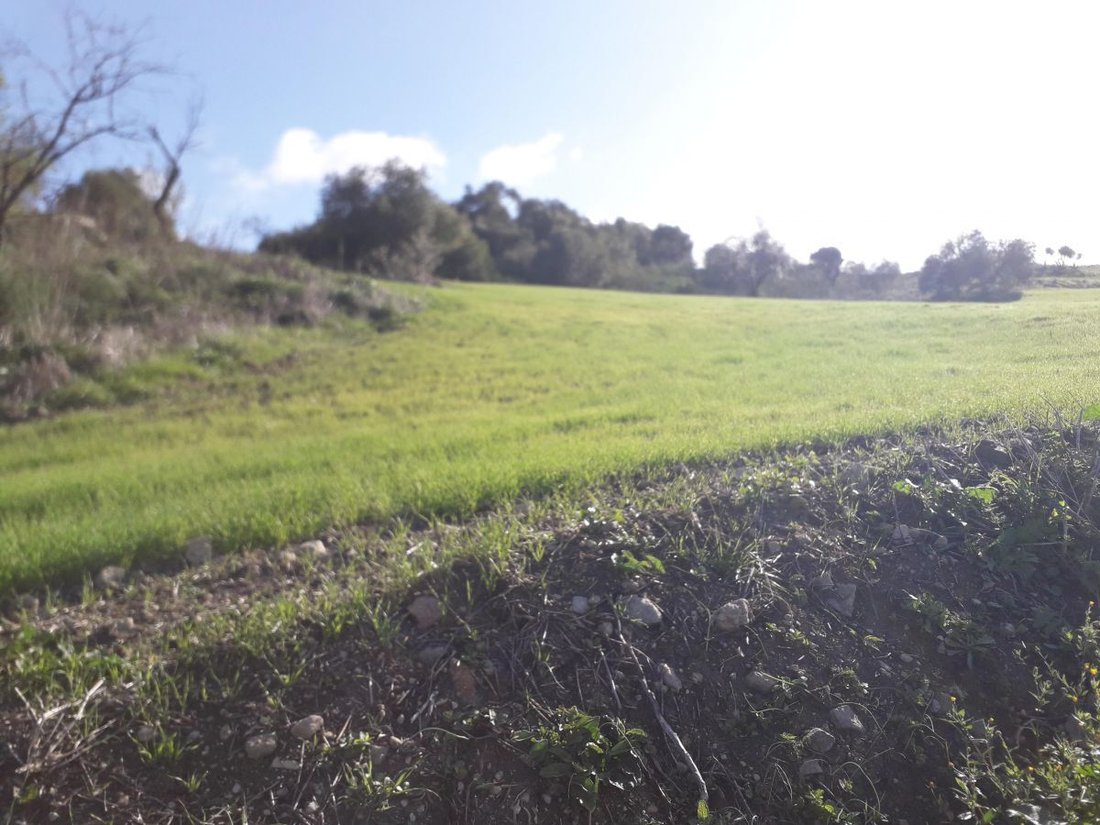 Azienda agricola a Montecorto, Andalusia, Spagna 5 - 12834937