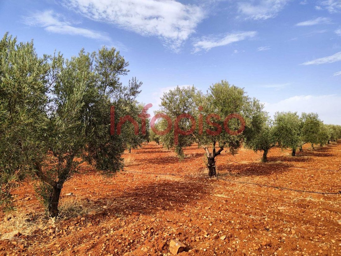 Azienda agricola a Santa Cruz de Mudela, Castiglia-La Mancia, Spagna 2 - 12836159