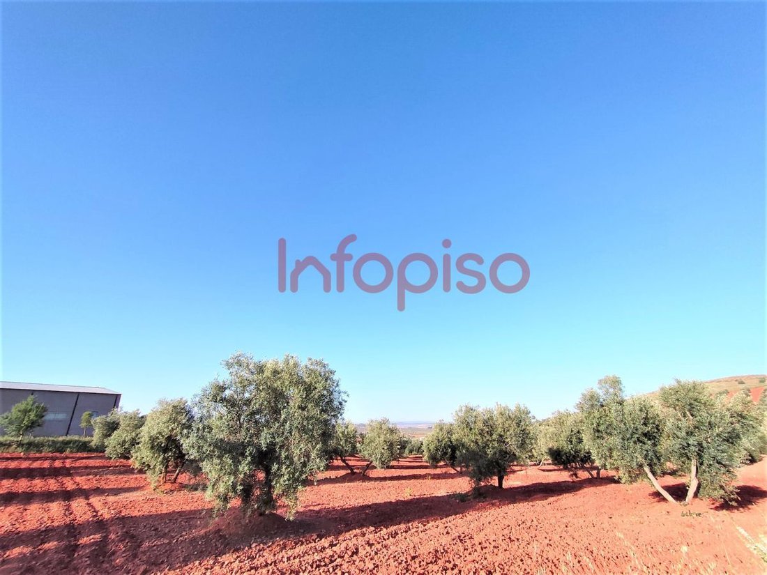 Farm Ranch in Torrenueva, Castile-La Mancha, Spain 3 - 12836204