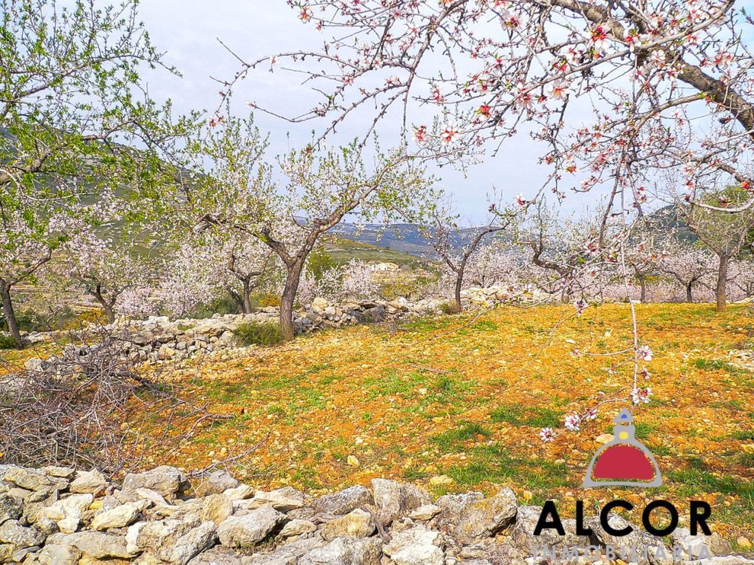 Farm Ranch in Tirig, Valencian Community, Spain 4 - 12836027