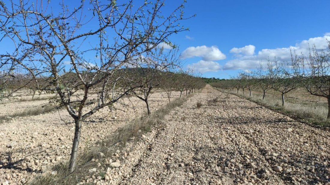 Farm Ranch in Albacete, Castile-La Mancha, Spain 1 - 12836645