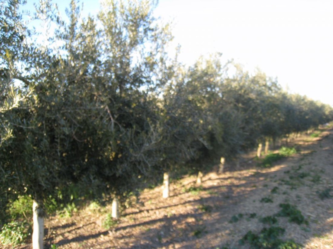 Finca Rústica Venta Sevilla In écija, Andalusia, Spain For Sale (12836423)