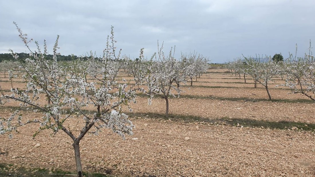 Farm Ranch in Albacete, Castile-La Mancha, Spain 3 - 12836645