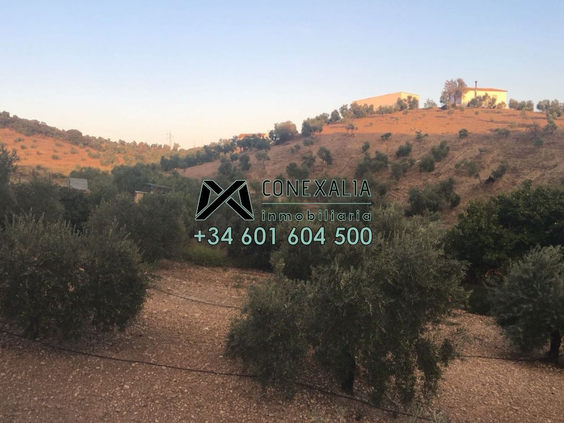 Chalet in Algodonales, Andalusia, Spain 3 - 12835459