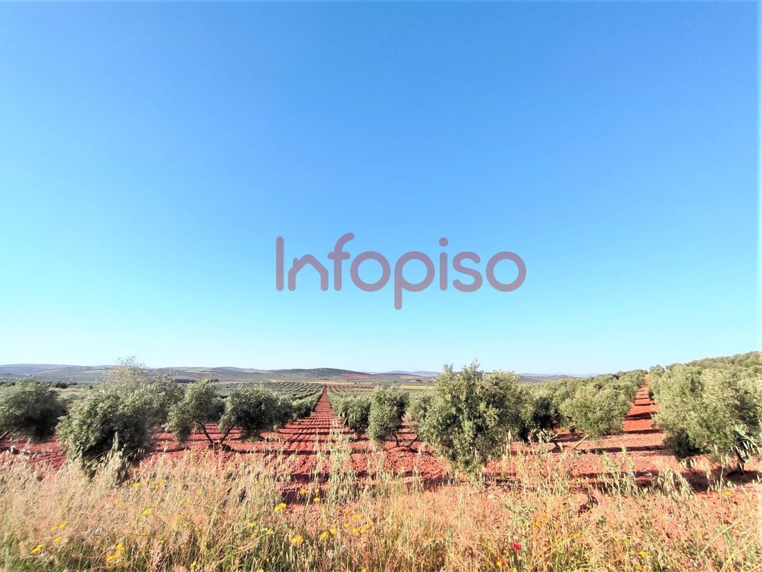Farm Ranch in Torrenueva, Castile-La Mancha, Spain 2 - 12836204