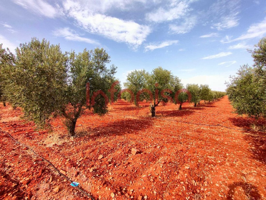 Azienda agricola a Santa Cruz de Mudela, Castiglia-La Mancia, Spagna 1 - 12836159