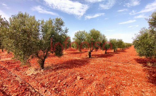 Farm Ranch in Santa Cruz de Mudela, Kastilien-La Mancha, Spanien 1