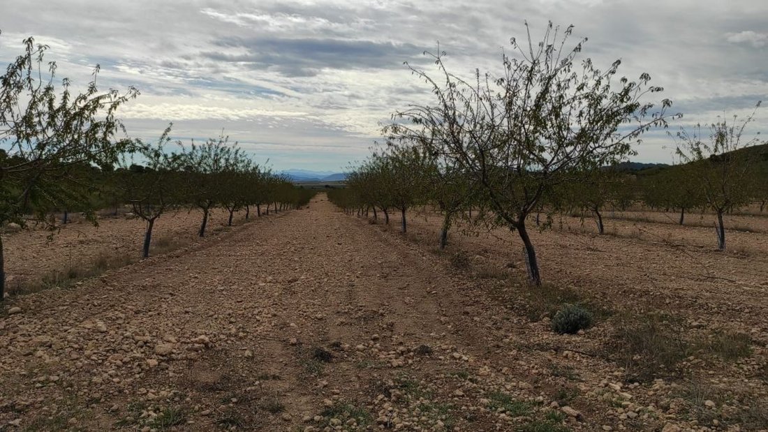 Farm Ranch in Albacete, Castile-La Mancha, Spain 2 - 12836645