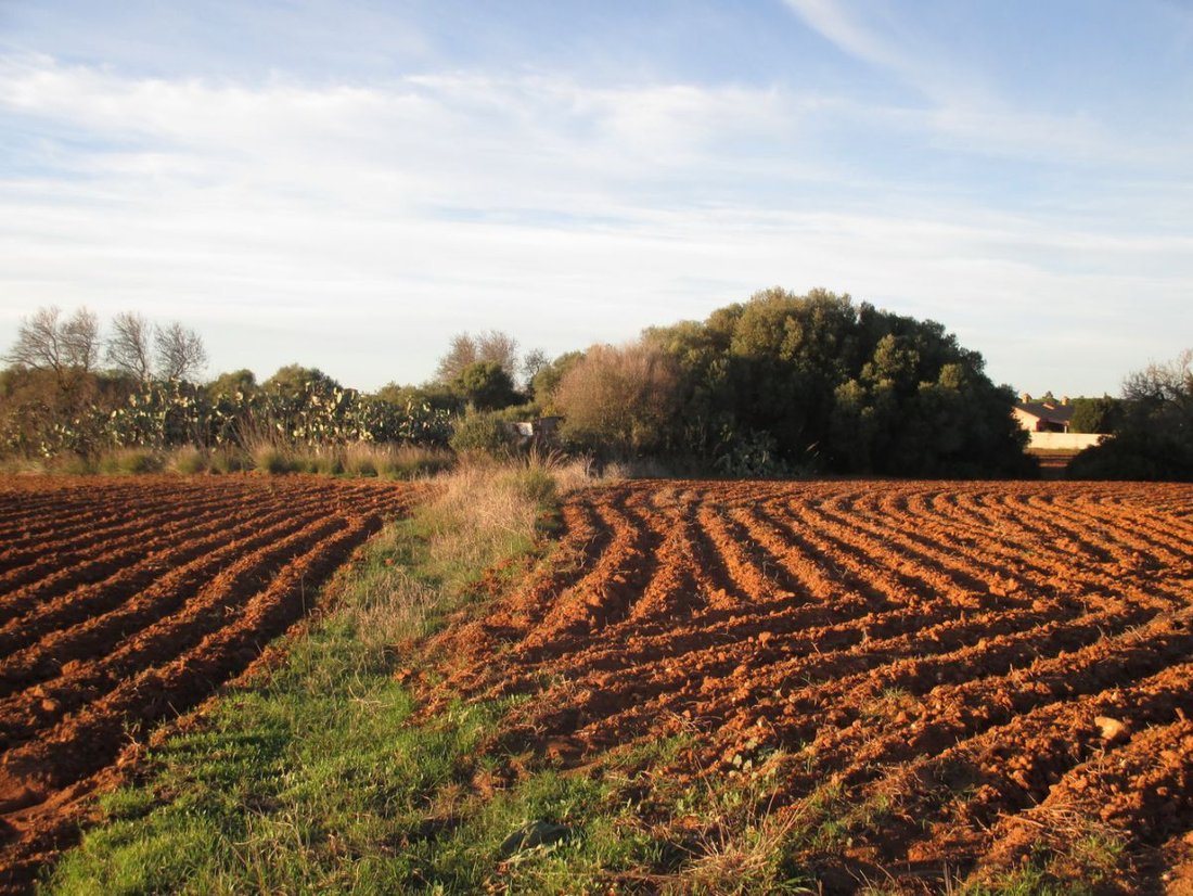 Farm Ranch in Conil de la Frontera, Andalusia, Spain 2 - 12836619