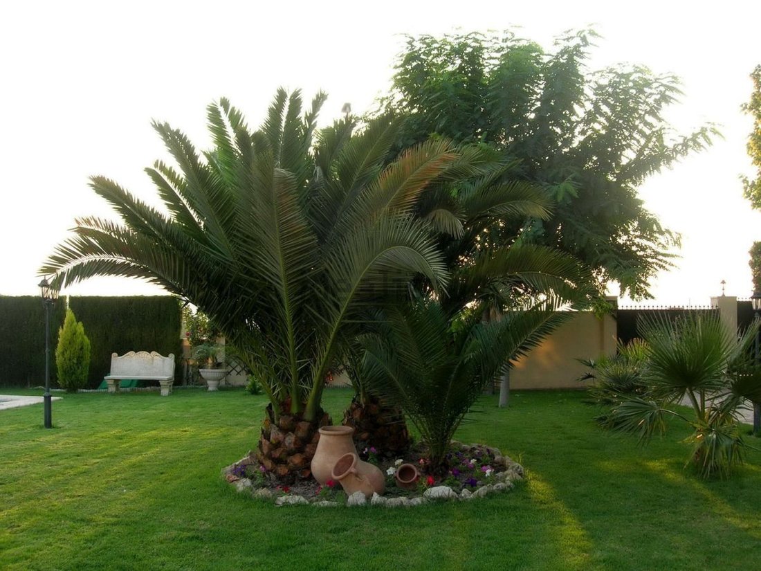 Chalet in Petrer, Valencian Community, Spain 5 - 12834725