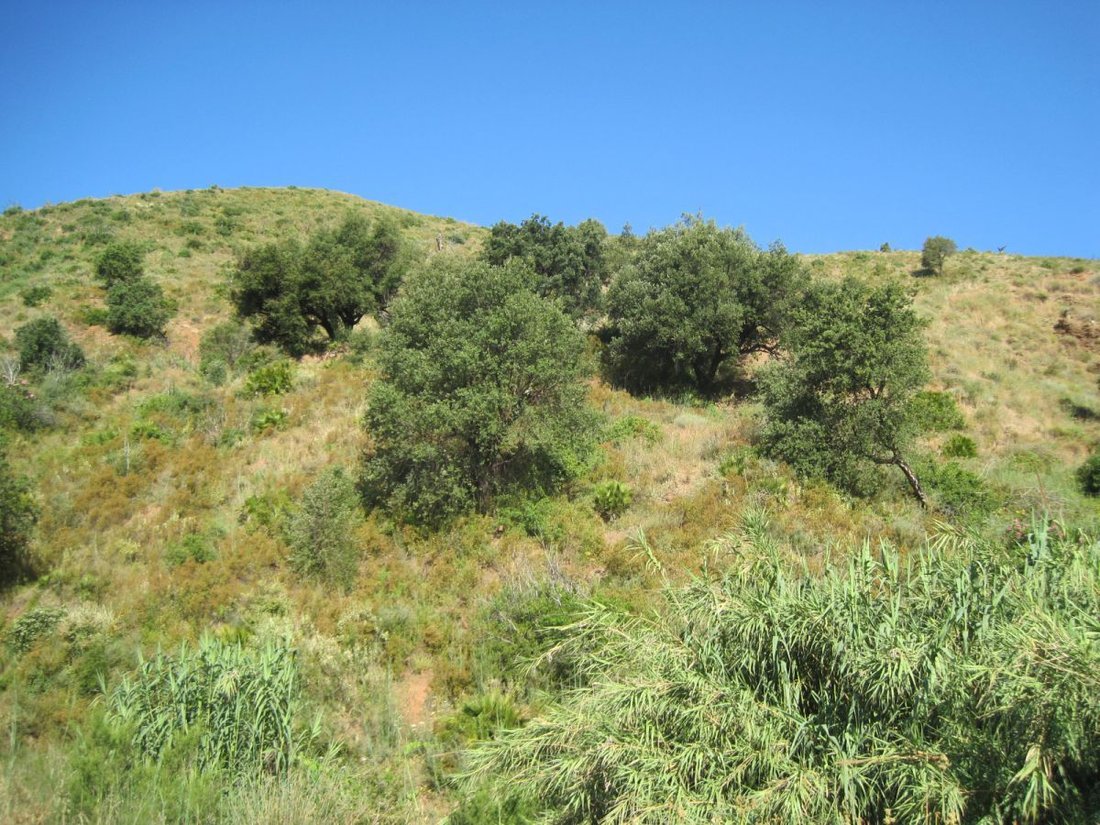 Farm Ranch in Mijas, Andalusia, Spain 1 - 12835330