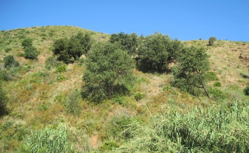 Farm Ranch in Mijas, Andalusien, Spanien 1