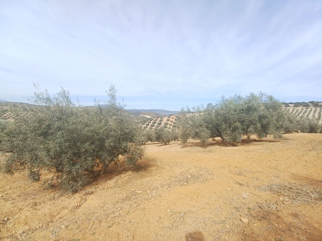 Farm Ranch in el Real de Gandia, Valencian Community, Spain 5 - 12835936