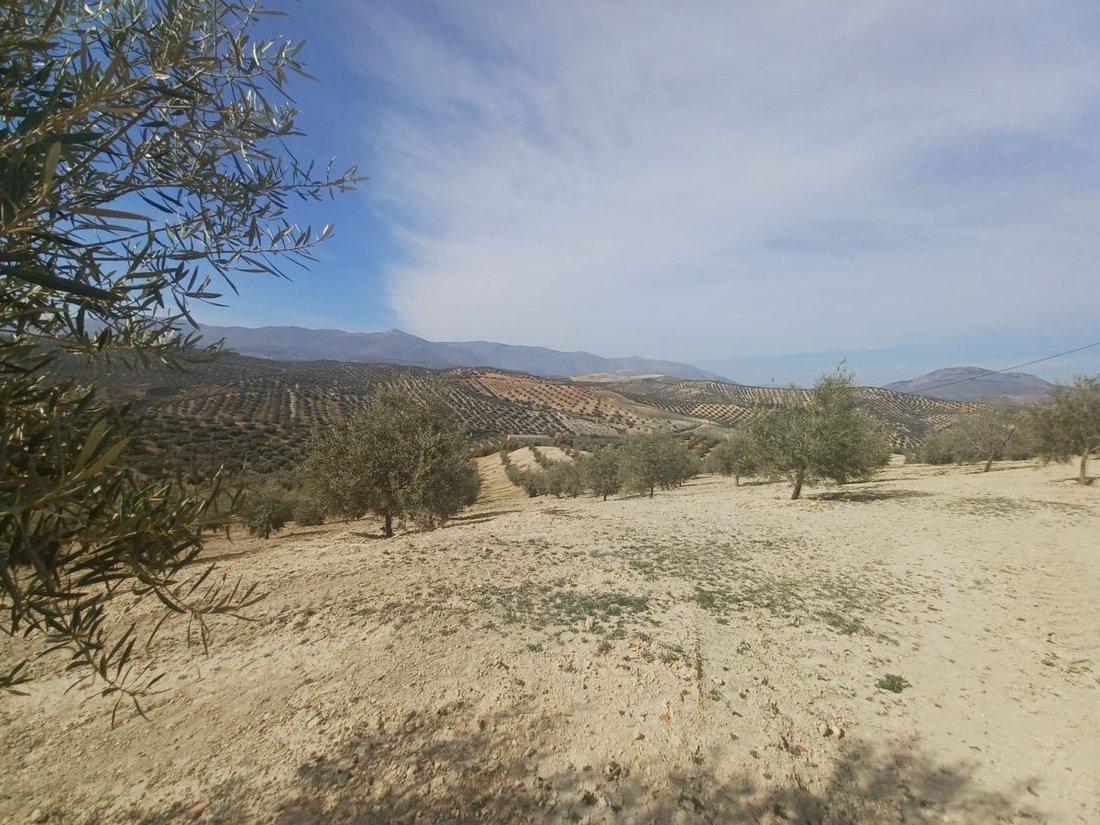 Farm Ranch in el Real de Gandia, Valencian Community, Spain 2 - 12835936