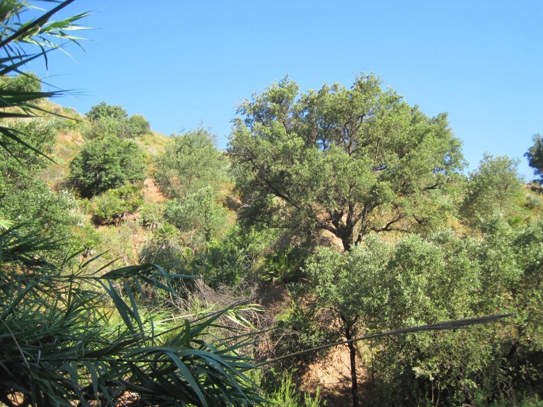 Farm Ranch in Mijas, Andalusia, Spain 5 - 12835330