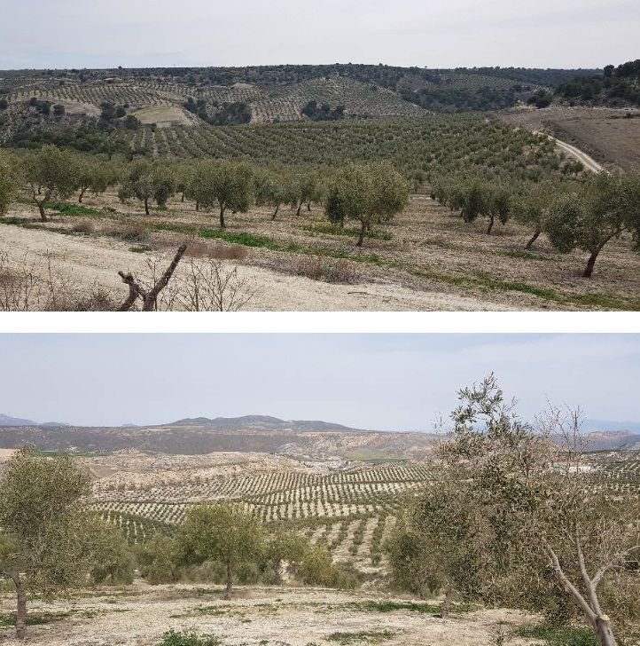 Farm Ranch in Alamedilla, Andalusia, Spain 5 - 12834806