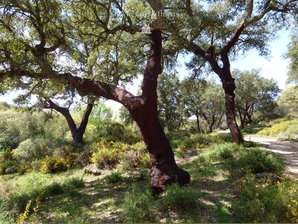 Farm Ranch in Centro, Malaga, Spanien 3 - 12836885