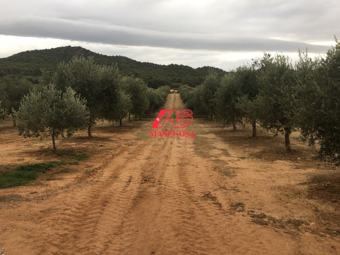 Farm Ranch in Padul, Andalusia, Spain 5 - 12834509