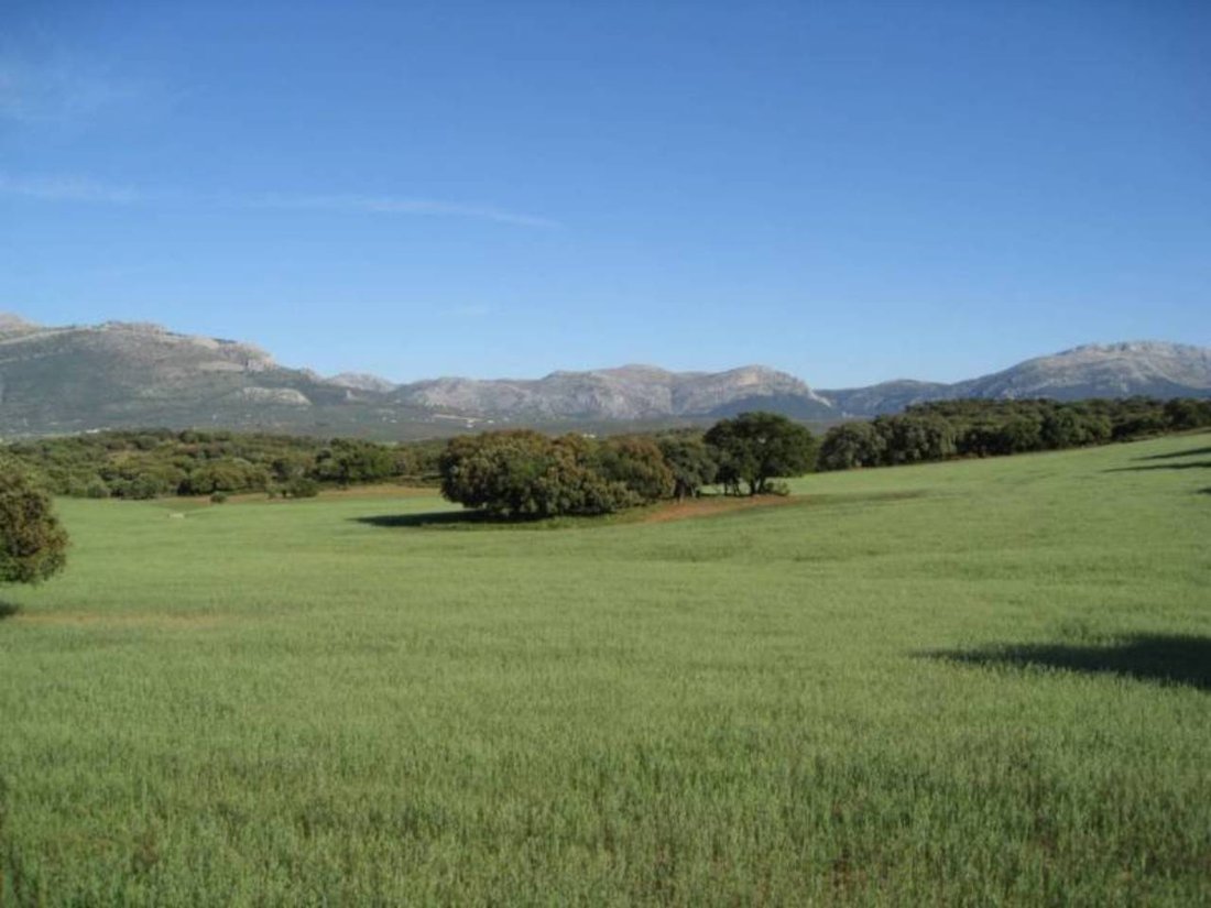 Domaine à Cártama, Andalousie, Espagne 5 - 12835623