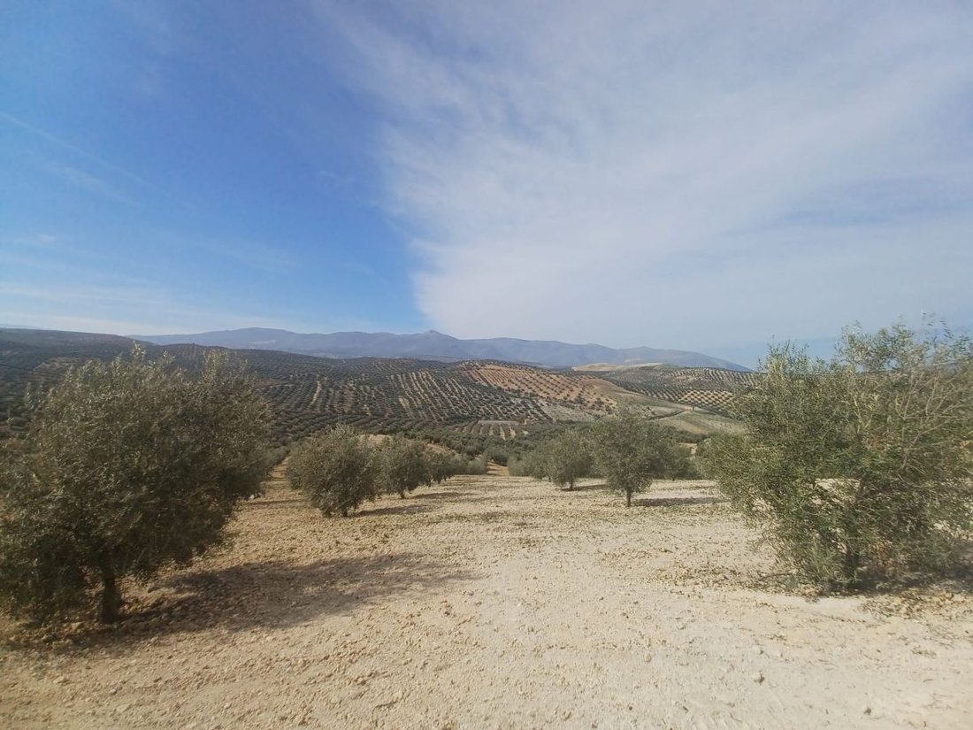 Farm Ranch in el Real de Gandia, Valencian Community, Spain 1 - 12835936