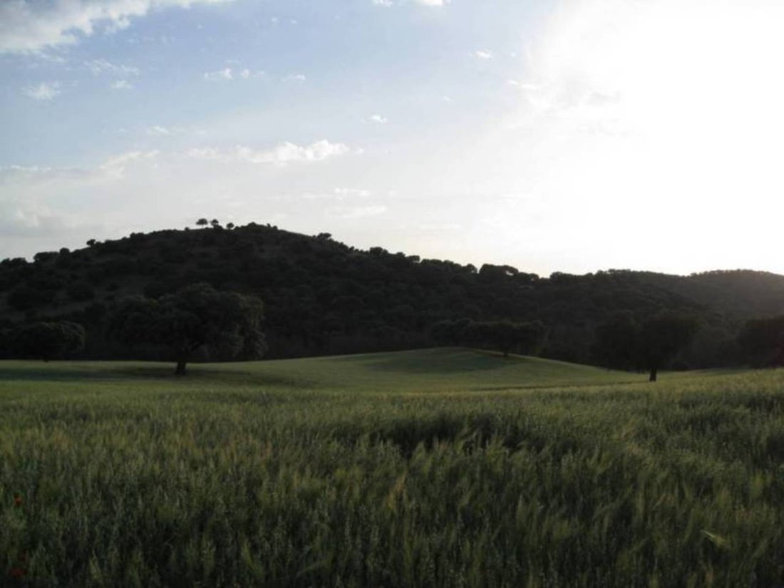 Domaine à Cártama, Andalousie, Espagne 2 - 12835623