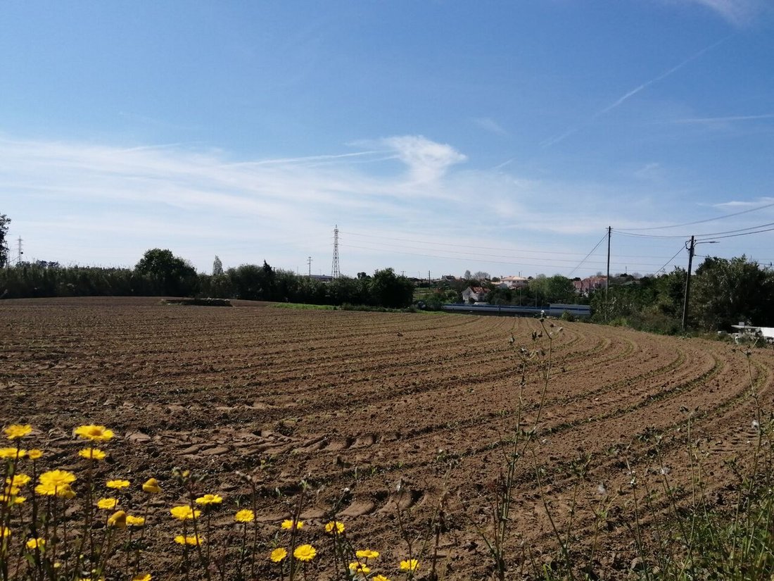 Land With Five Hectares, In The Area In Oliveirinha, Aveiro District