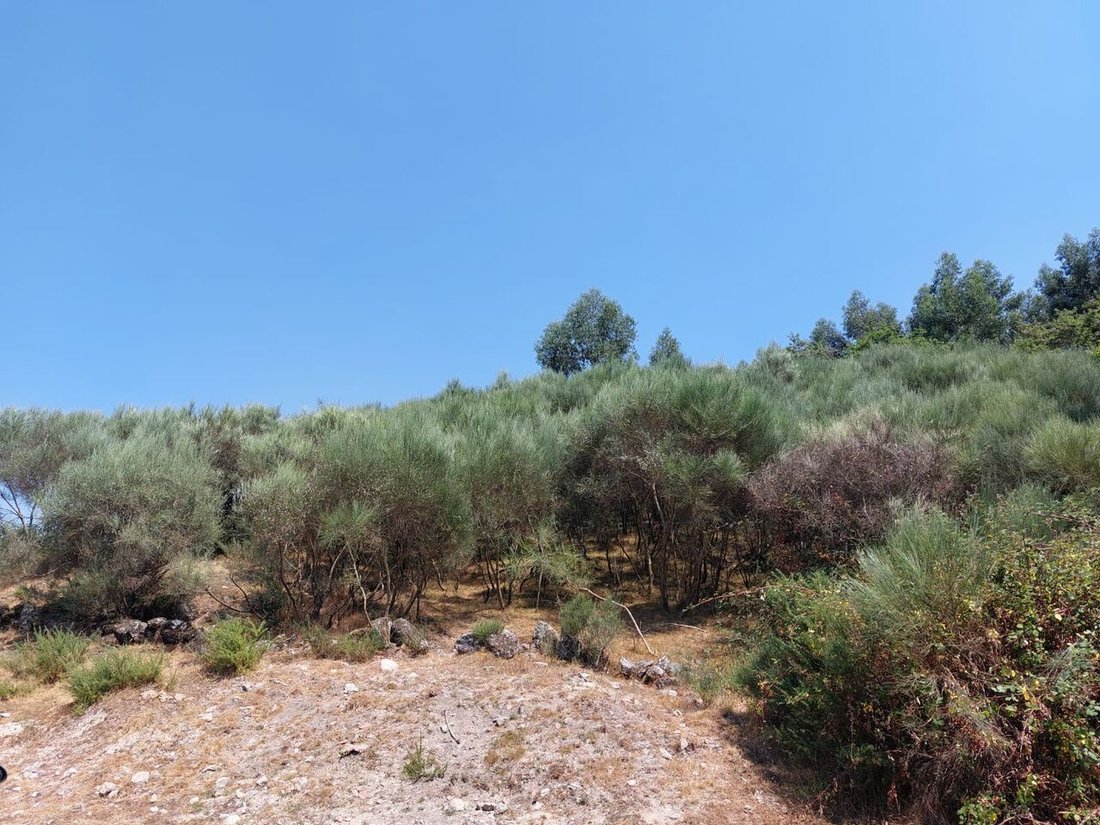 Terrain à Tavora (Santa Maria e Sao Vicente), District de Viana do Castelo, Portugal 1 - 12858823