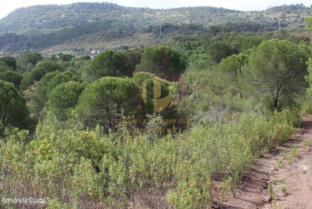 Farm Ranch in Sao Bartolomeu de Messines, Algarve, Portugal 3 - 12860272
