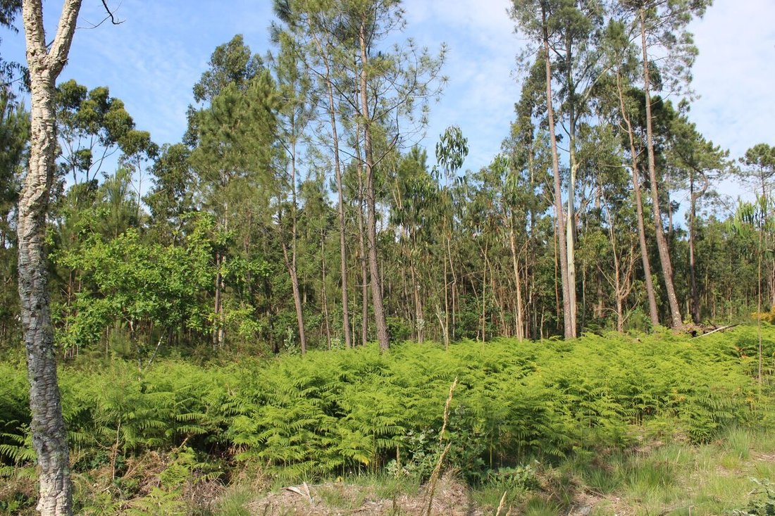 Land in Mazedo e Cortes, Viana do Castelo District, Portugal 4 - 12866748