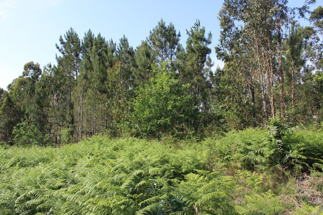 Land in Mazedo e Cortes, Viana do Castelo District, Portugal 3 - 12866748