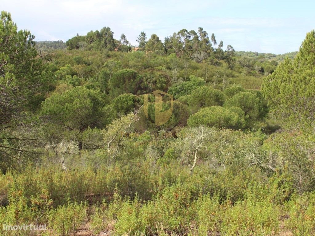 Farm Ranch in Sao Bartolomeu de Messines, Algarve, Portugal 2 - 12860272
