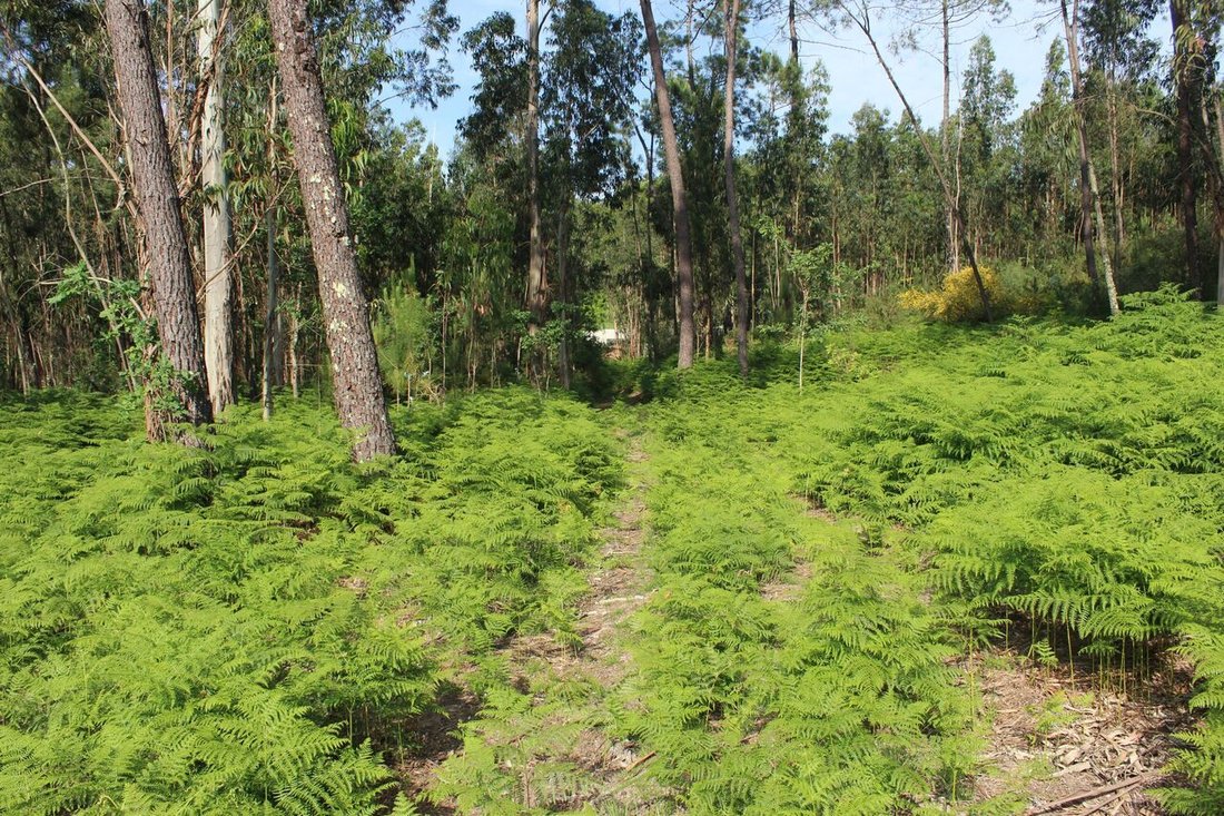 Land in Mazedo e Cortes, Viana do Castelo District, Portugal 5 - 12866748