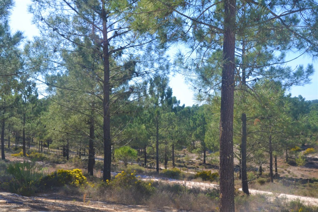 Land in Comporta, Setubal, Portugal 1 - 12870023