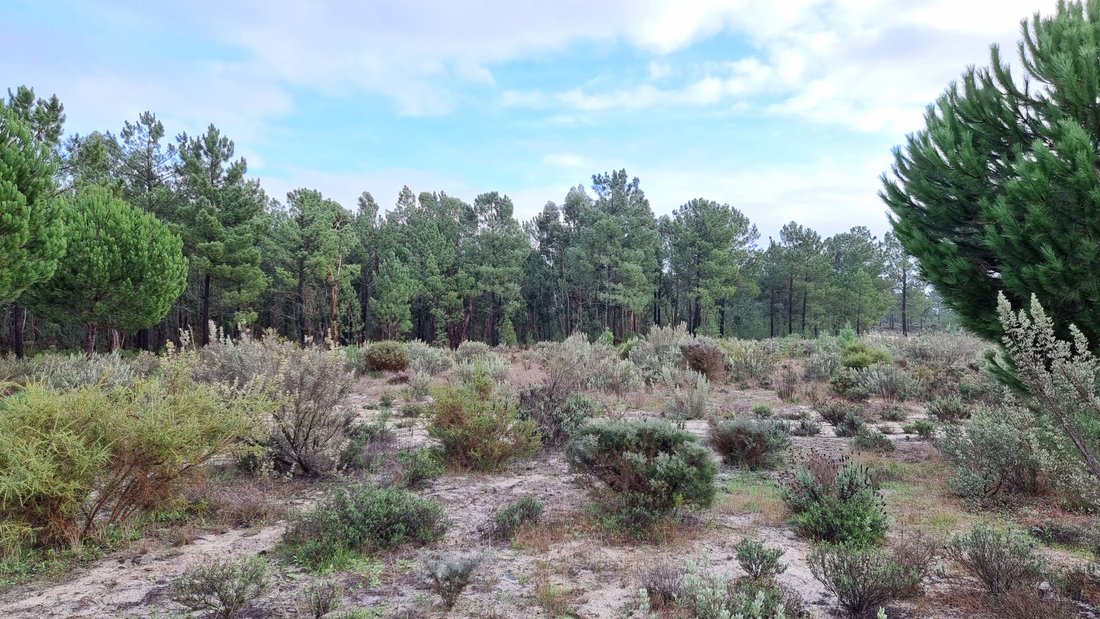 Land in Grandola e Santa Margarida da Serra, Setubal, Portugal 5 - 12873799