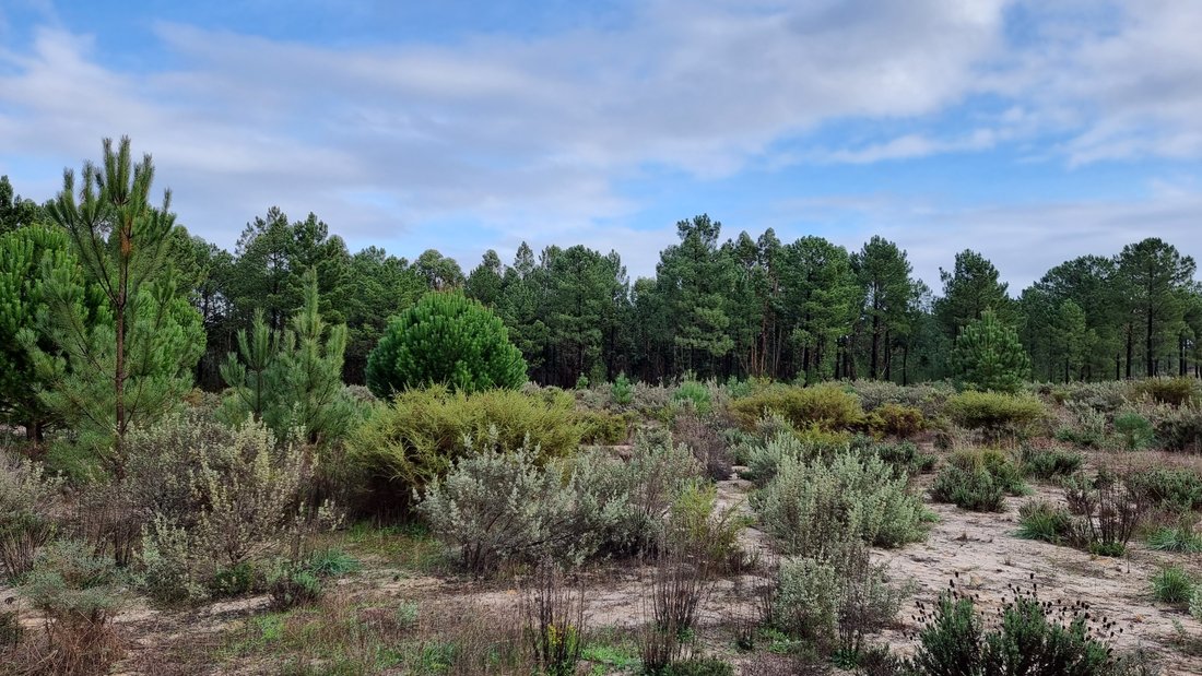 Land in Grandola e Santa Margarida da Serra, Setubal, Portugal 1 - 12873799