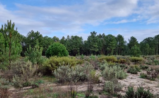 Land in Grandola e Santa Margarida da Serra, Setubal, Portugal 1
