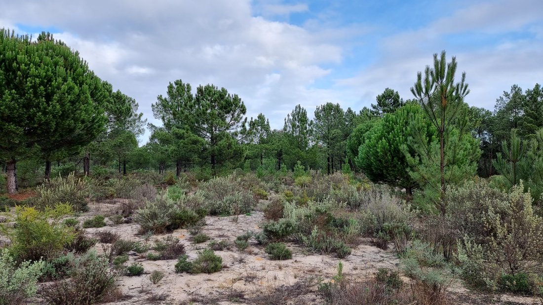 Land in Grandola e Santa Margarida da Serra, Setubal, Portugal 3 - 12873799