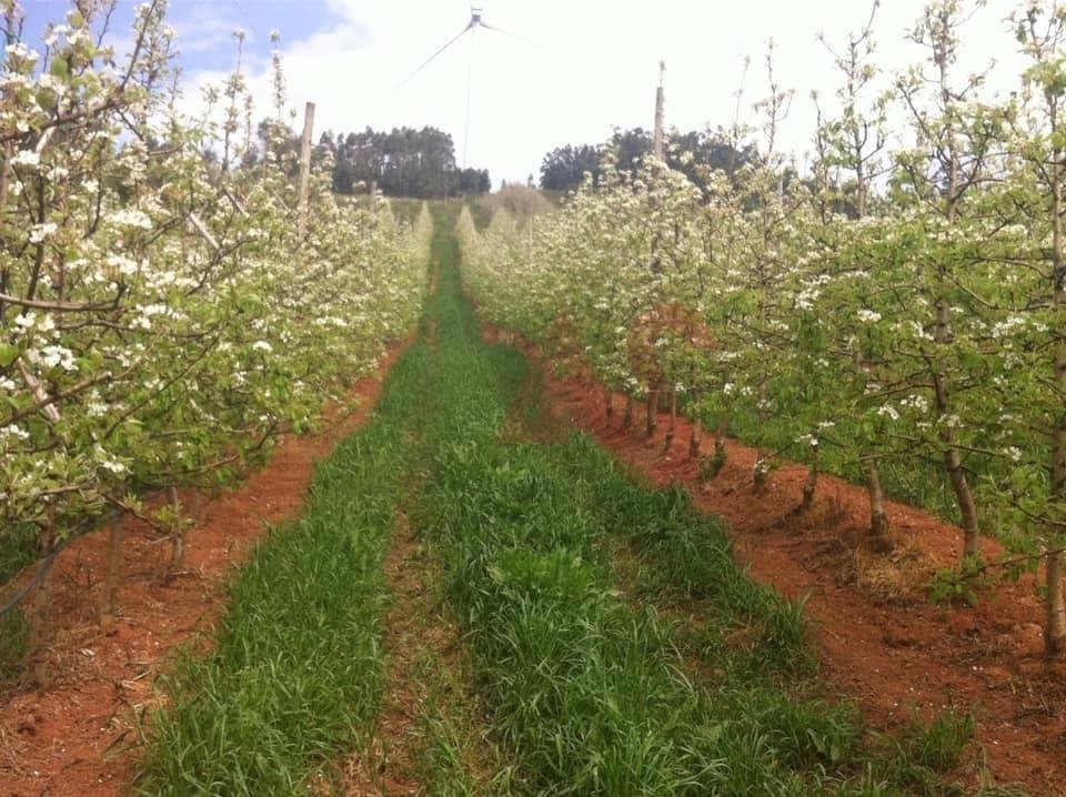 Farm Ranch in Alguber, Lisbon, Portugal 1 - 12880999