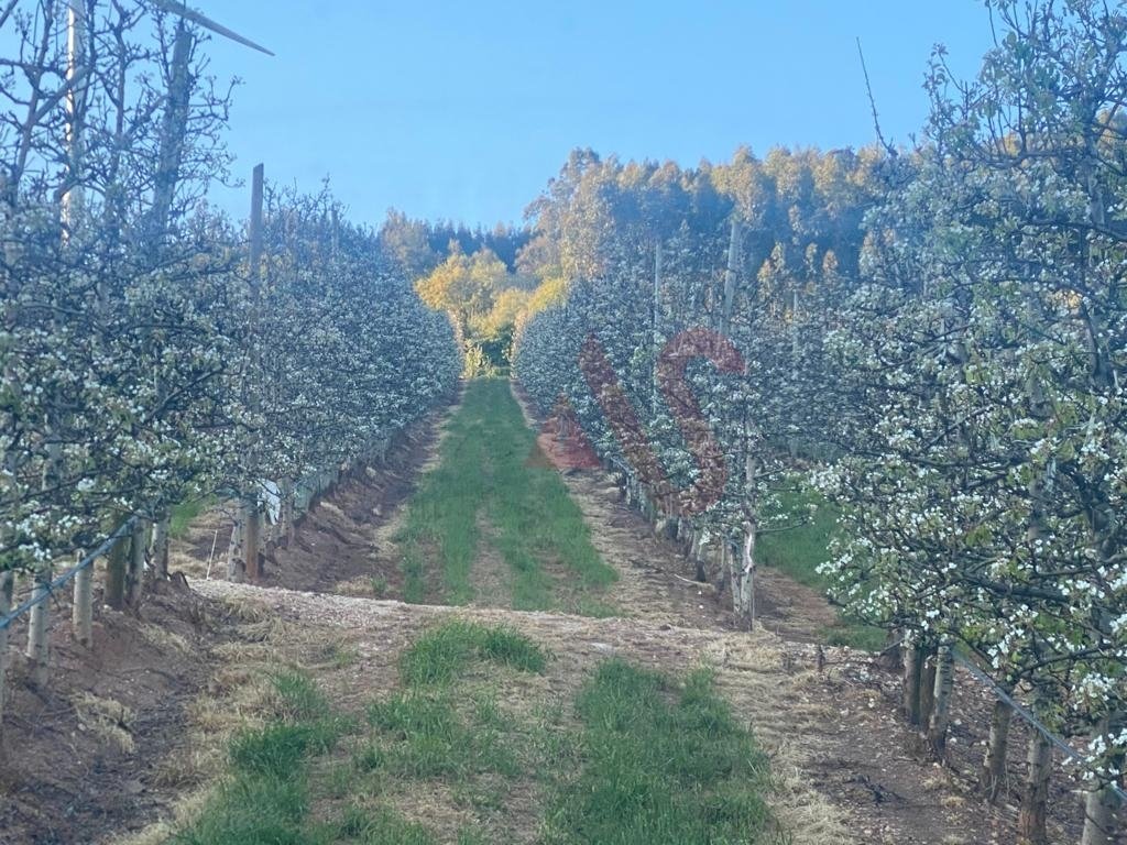 Farm Ranch in Alguber, Lisbon, Portugal 4 - 12880999
