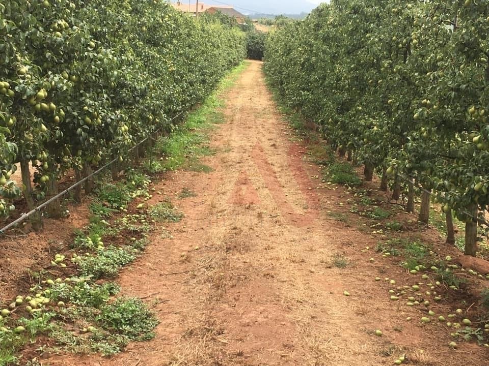 Farm Ranch in Alguber, Lisbon, Portugal 3 - 12880999