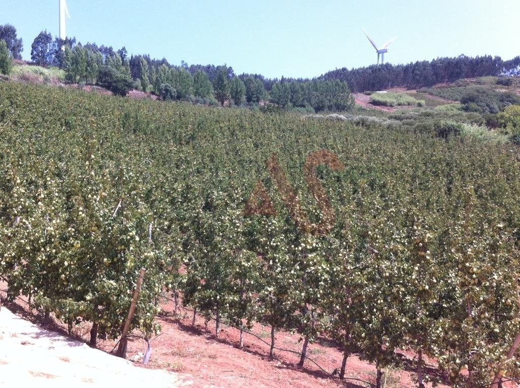 Farm Ranch in Alguber, Lisbon, Portugal 5 - 12880999
