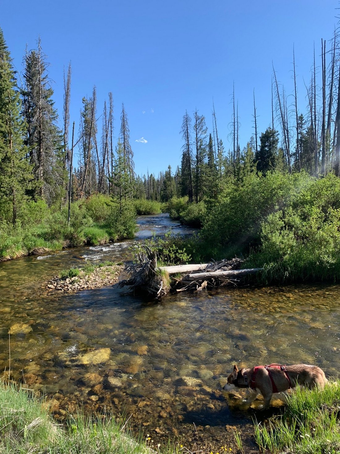 Your Own Private Idaho! In Stanley, Idaho, United States For Sale