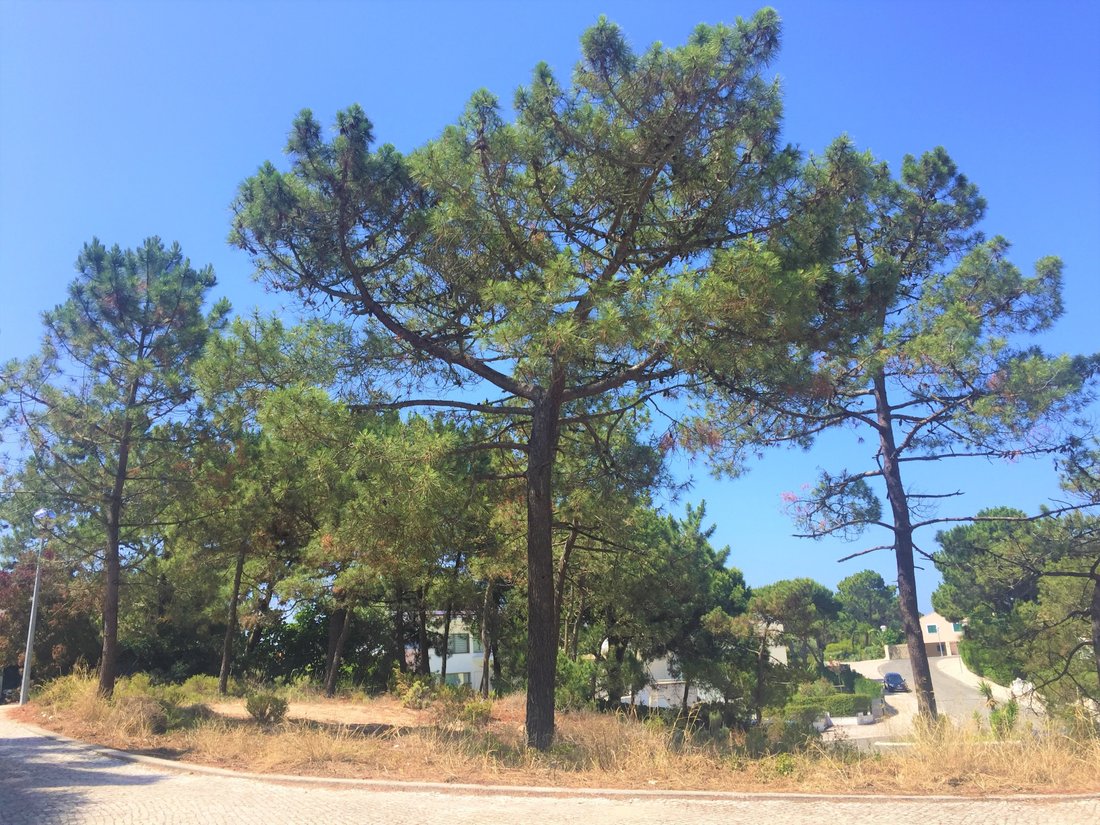 Terreno a Comporta, Setúbal Municipality, Portogallo 2 - 12884691