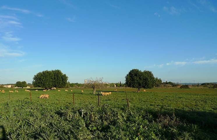 Finca in Selva, Balearic Islands, Spain 5 - 12709834