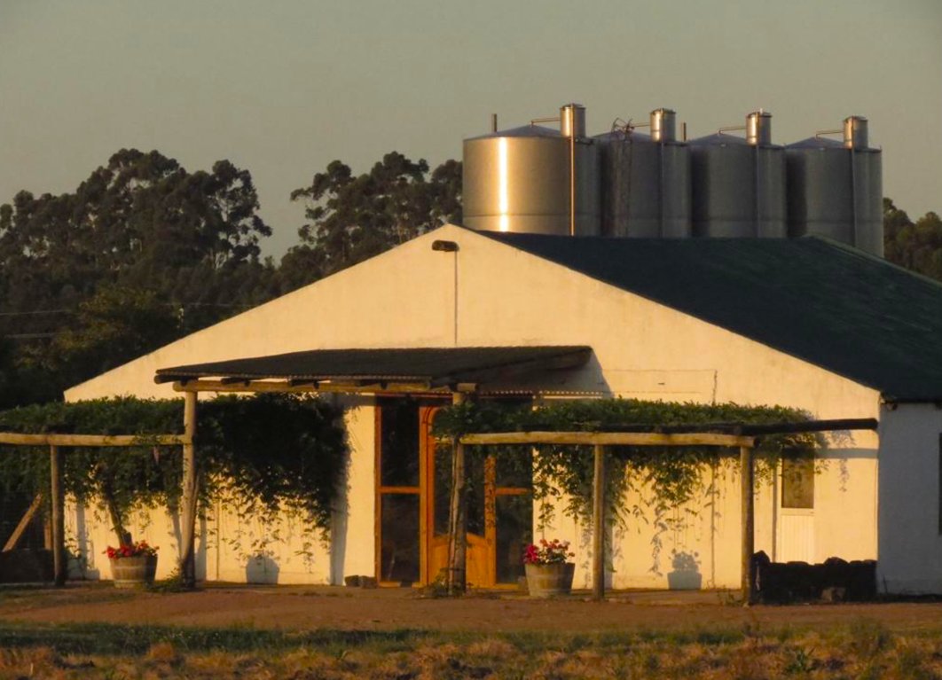 Amazing Wine Farm In Uruguay In Las Piedras, Canelones Department