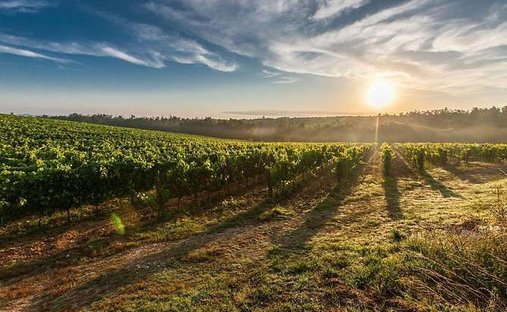 Land in Bardolino, Veneto, Italy 1