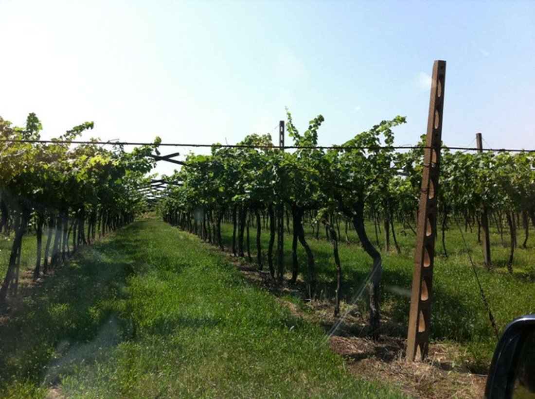 Farm Ranch in Cavaion Veronese, Veneto, Italy 2 - 12916487