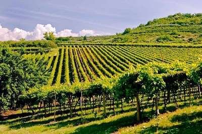 Land in Valeggio sul Mincio, Veneto, Italy 2 - 12916534