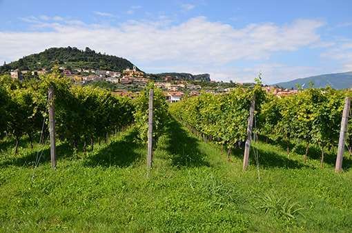 Land in Bardolino, Veneto, Italy 3 - 12916530